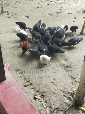 চিনা হাঁস বিক্রি