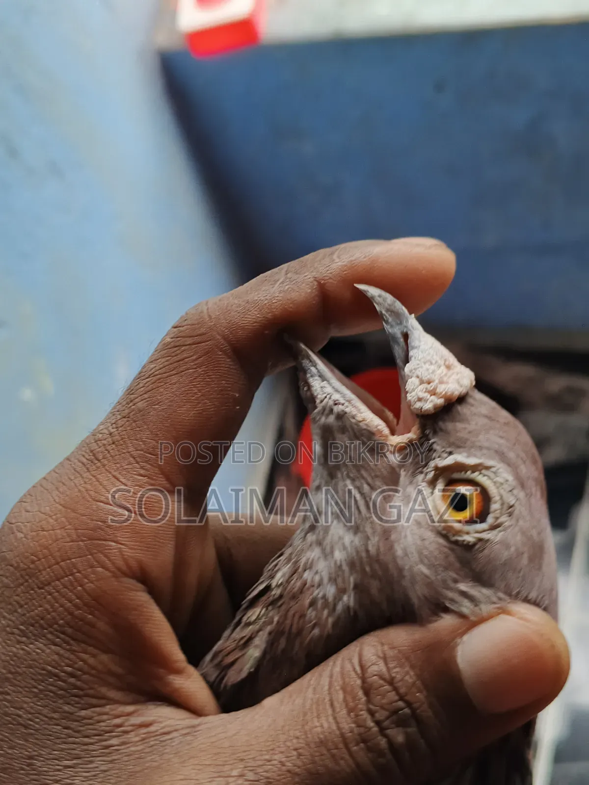 চকলেট চেকার রেসার