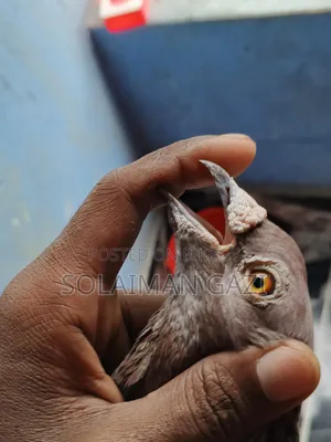 চকলেট চেকার রেসার