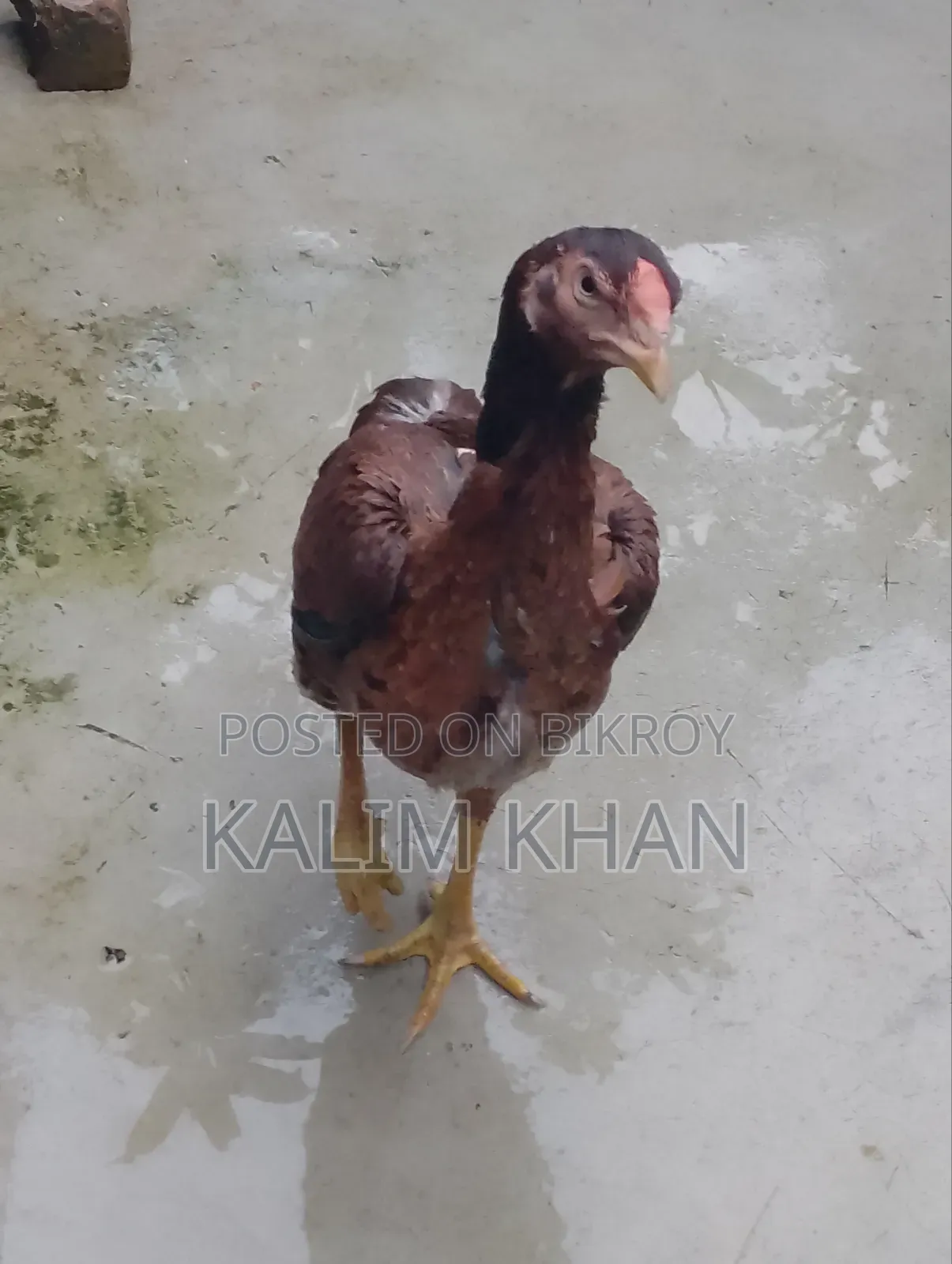 Two Aseel hens and one rooster age 10 months will be sold