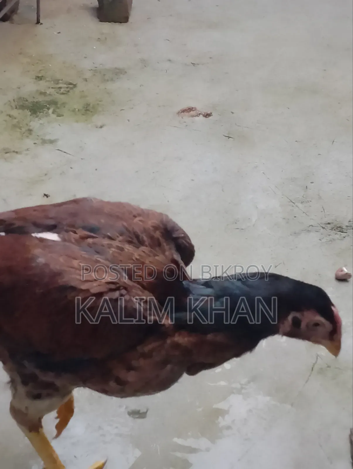 Two Aseel hens and one rooster age 10 months will be sold