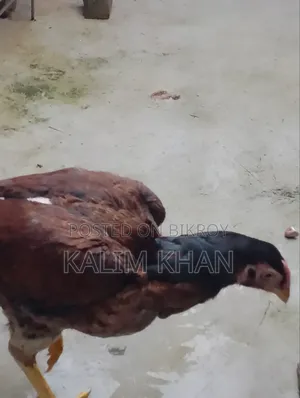Two Aseel hens and one rooster age 10 months will be sold