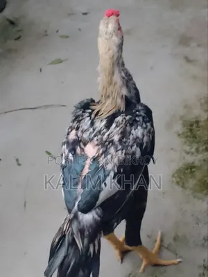 Two Aseel hens and one rooster age 10 months will be sold