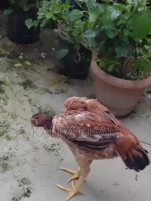 Two Aseel hens and one rooster age 10 months will be sold