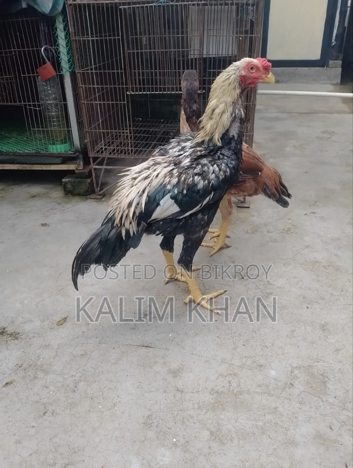 Two Aseel hens and one rooster age 10 months will be sold