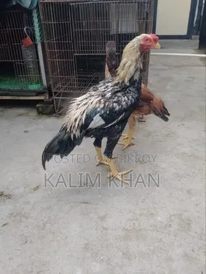 Two Aseel hens and one rooster age 10 months will be sold