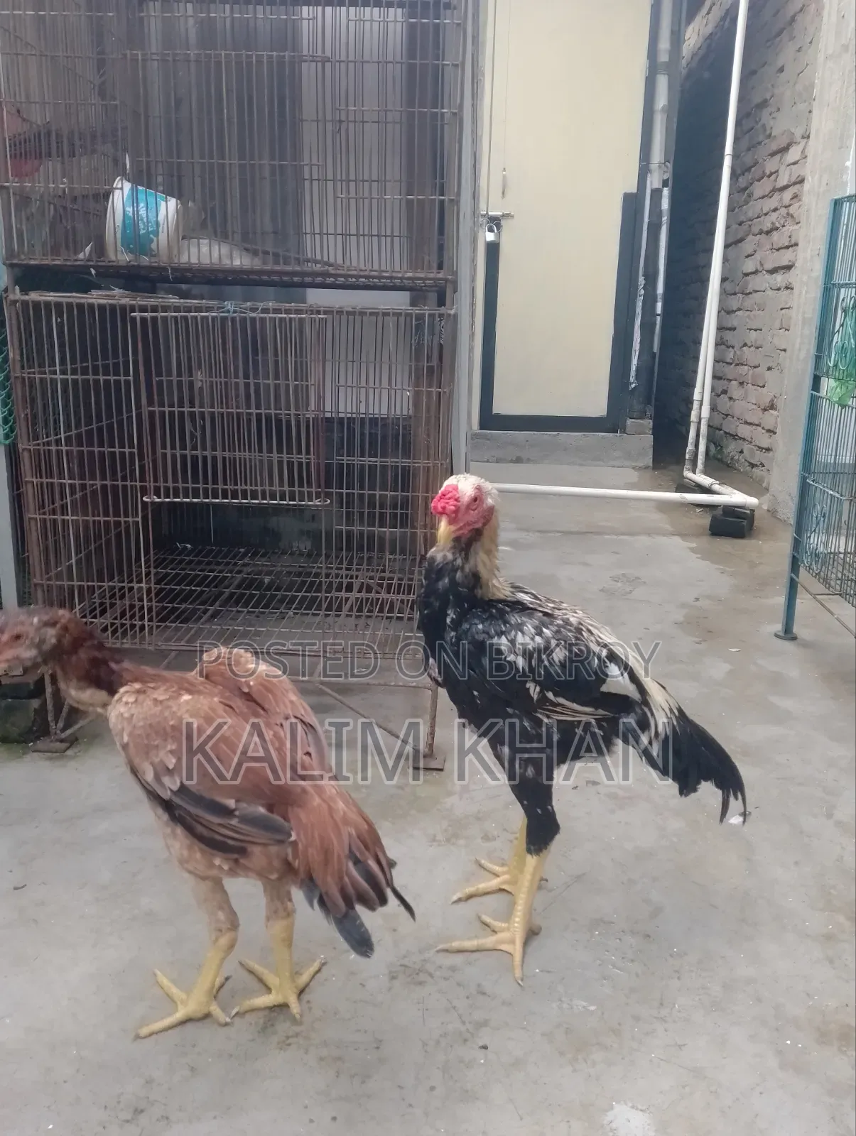 Two Aseel hens and one rooster age 10 months will be sold