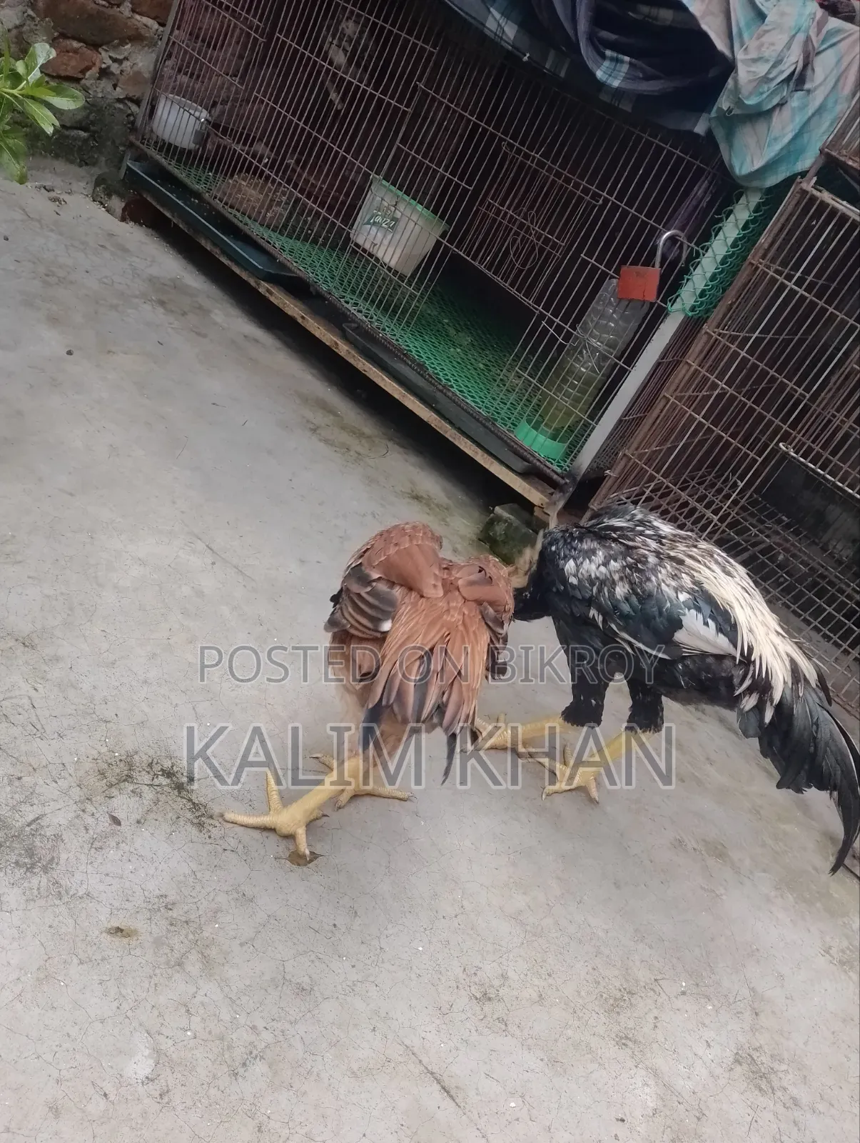 Two Aseel hens and one rooster age 10 months will be sold