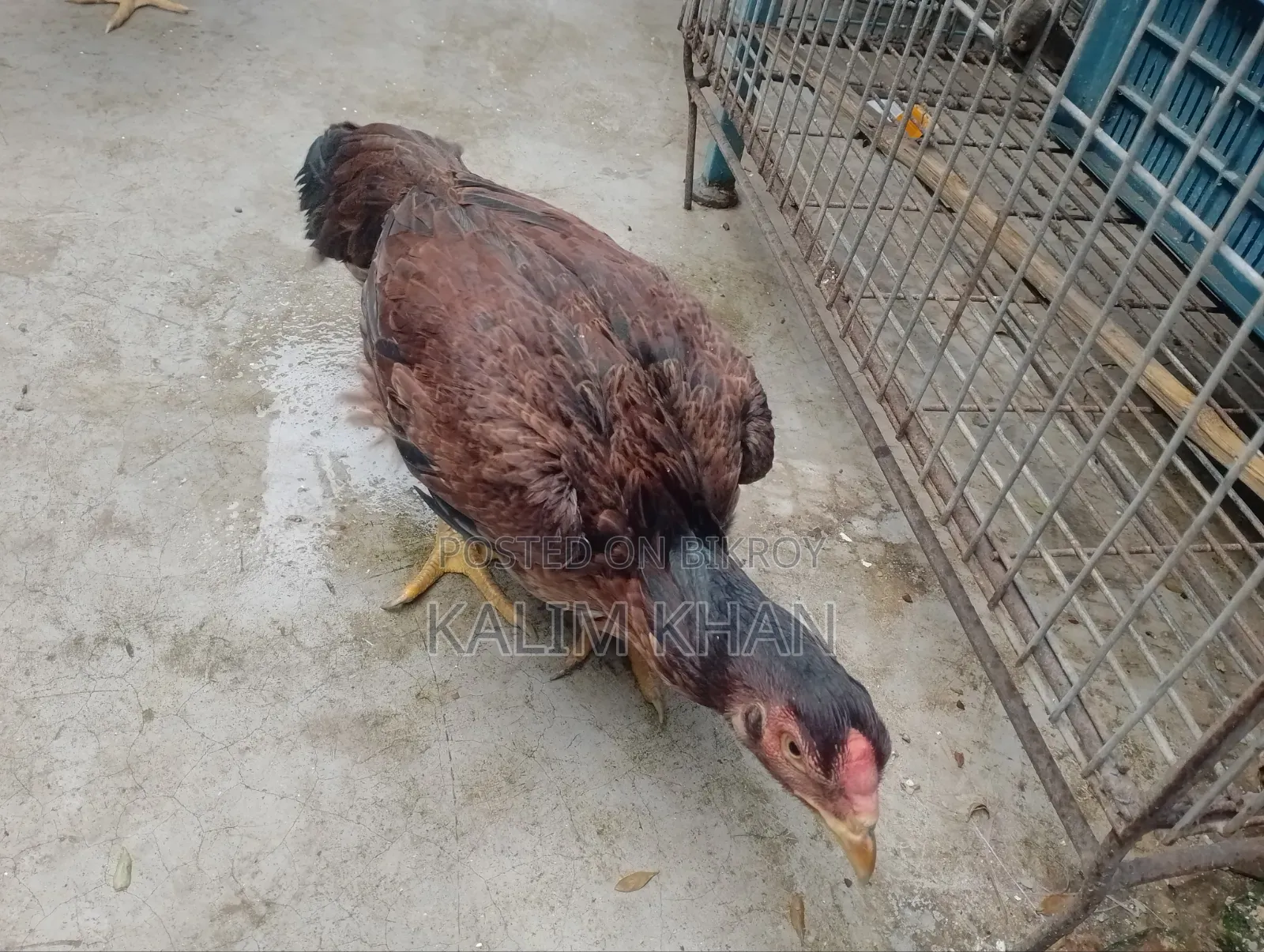 Two Aseel hens and one rooster age 10 months will be sold