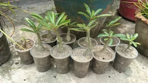 এডিনিয়াম চারা