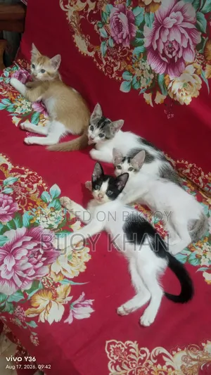 ১-৩ মাসের স্ত্রী মিশ্র জাতের ম্যানক্স