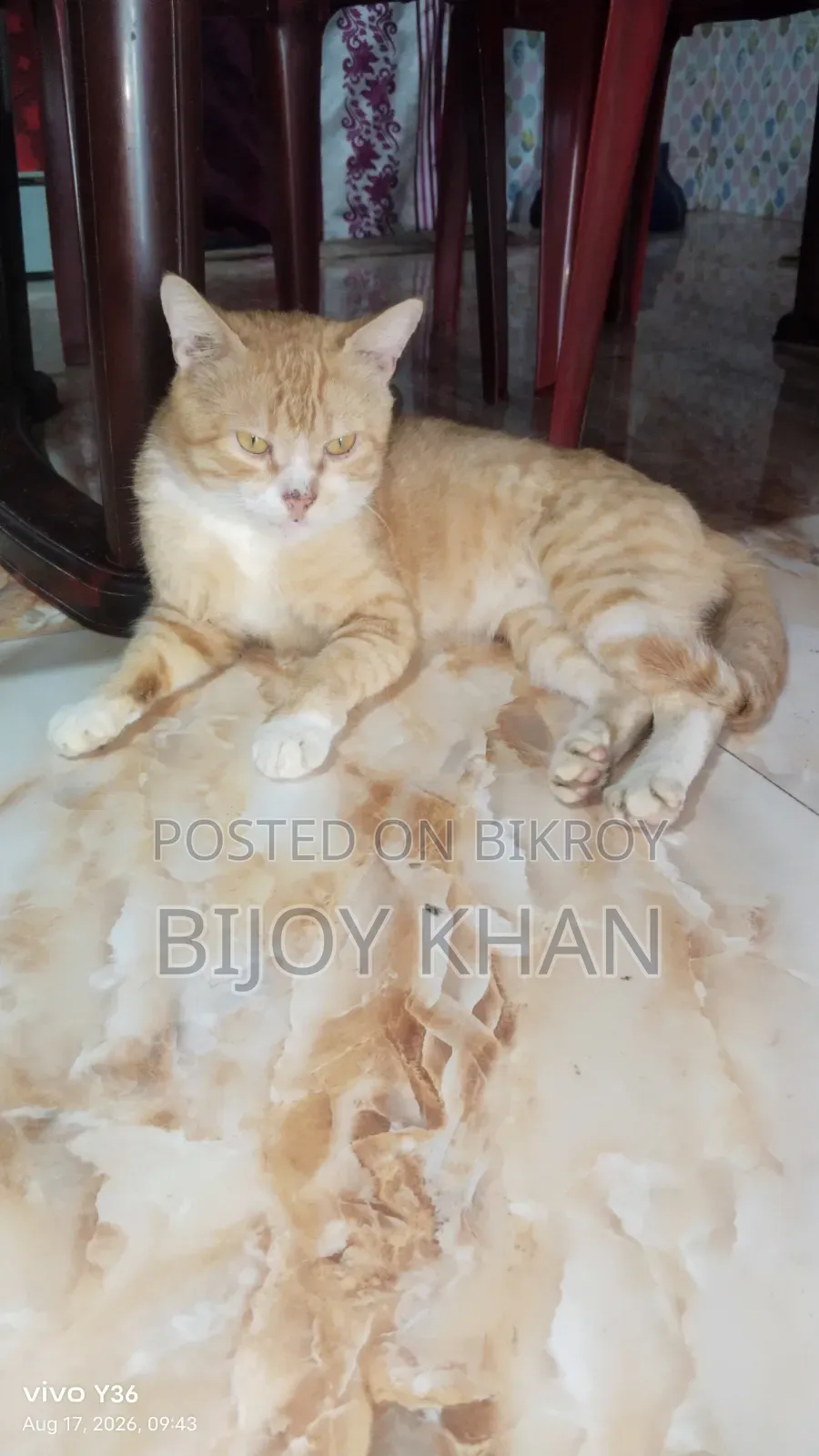 ১-৩ মাসের স্ত্রী মিশ্র জাতের ম্যানক্স