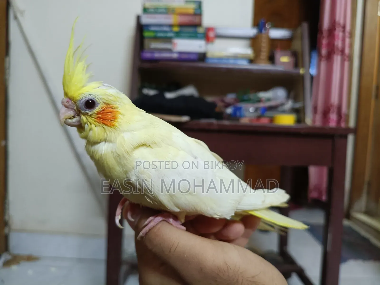 Premium Lutino Cockatiel Baby Available