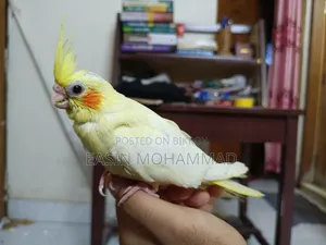 Premium Lutino Cockatiel Baby Available