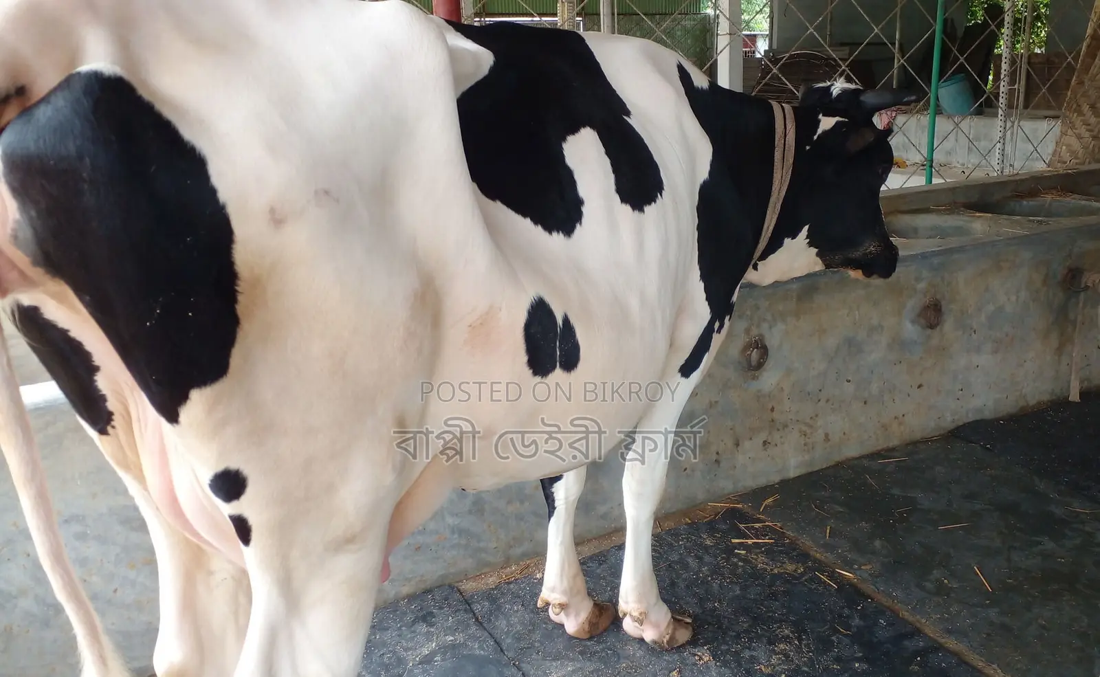 ১৫৪৬ নং গাভী গরু বিক্রয় হবে।