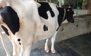 ১৫৪৬ নং গাভী গরু বিক্রয় হবে।