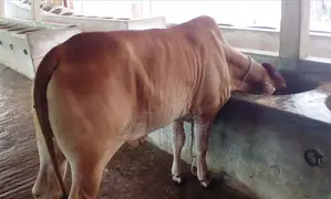 ১৫৪৭নং বকনা বাছুর ভালো জাতের ।