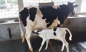1548 cows will be sold, good breed is guaranteed.
