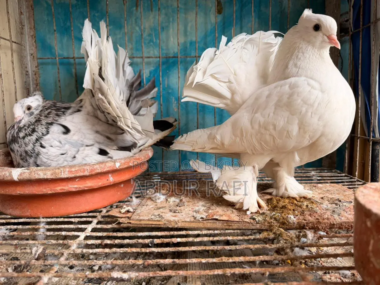 Pair of Doves