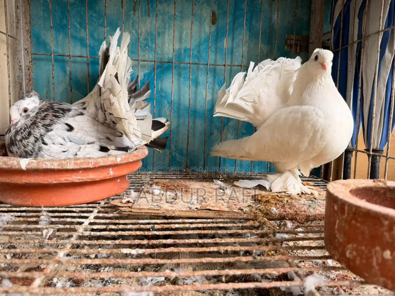 Pair of Doves