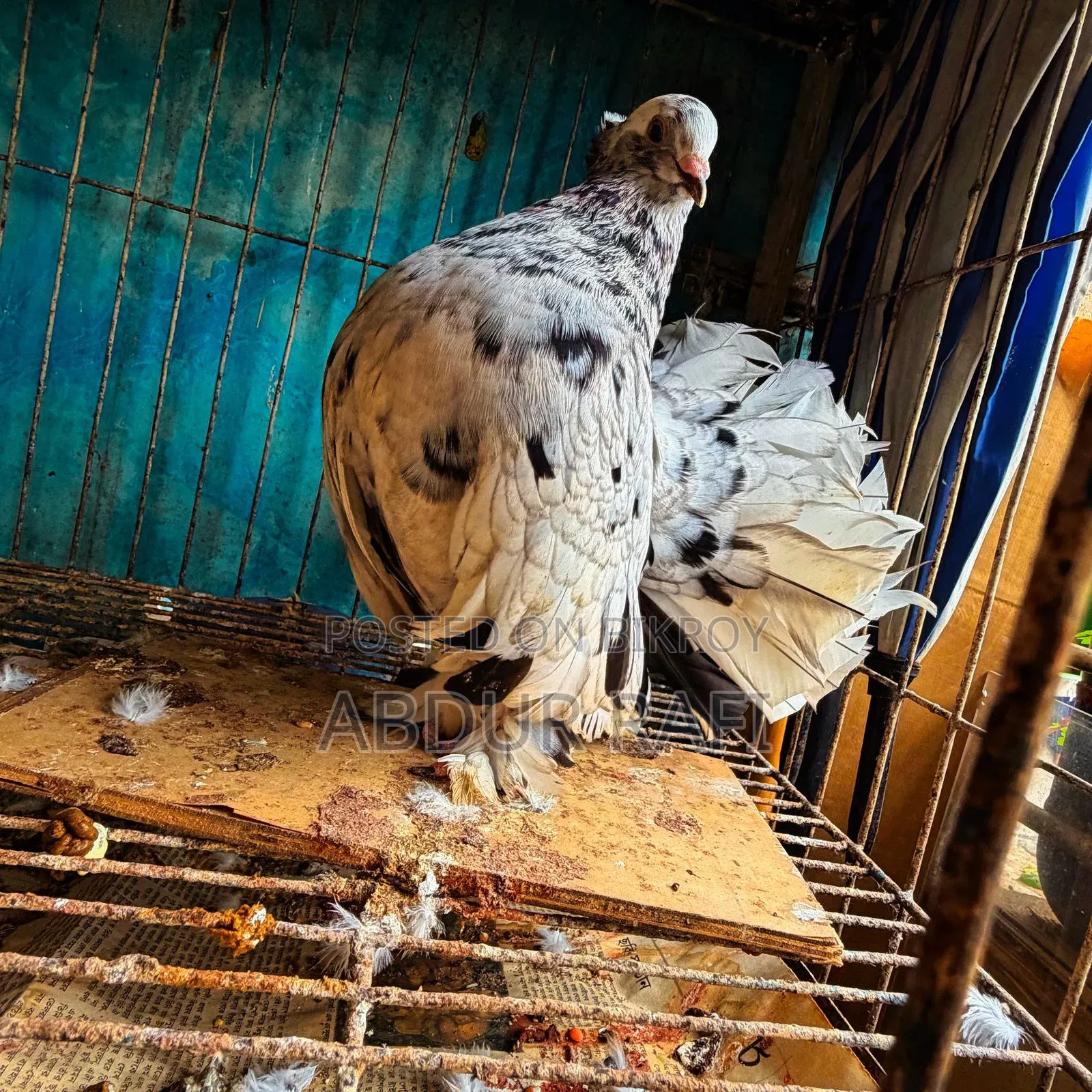 Pair of Doves