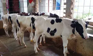 4 good quality improved breed heifers for rearing No. 1549.