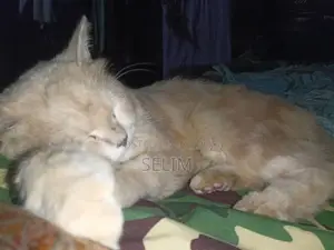 ১+ বছরের পুরুষ খাঁটি পার্সিয়ান বিড়াল