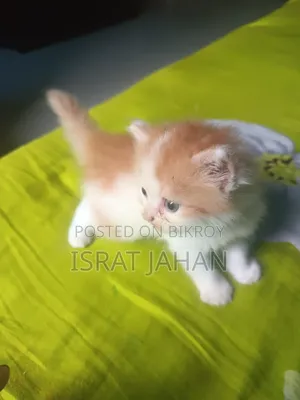 ১-৩ মাসের পুরুষ পিওরব্রেড পার্সিয়ান