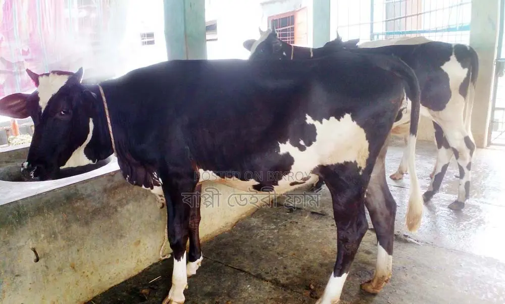 ১৫৫০ নং ৩টি বকনা গরু পোষার জন্য ভালো হবে।