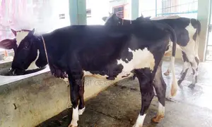 ১৫৫০ নং ৩টি বকনা গরু পোষার জন্য ভালো হবে।