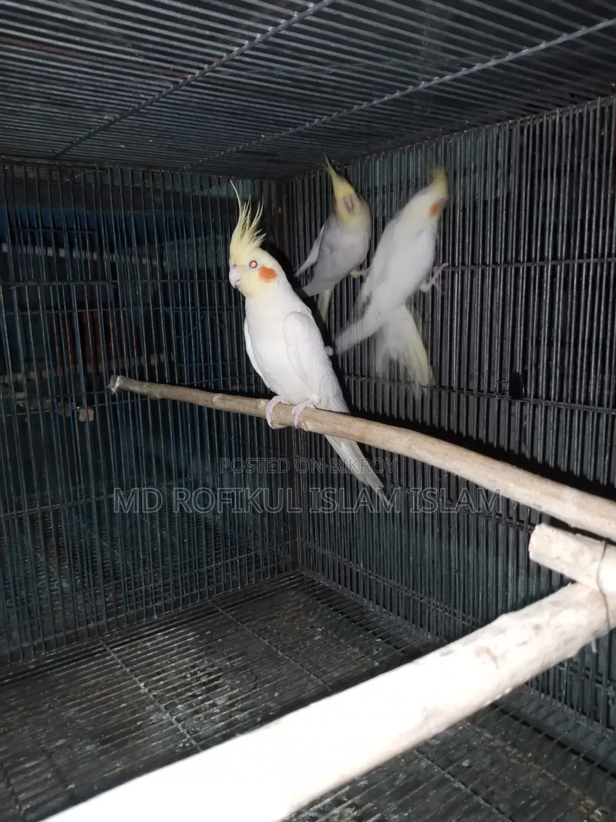 ককাটেল পাখি ৩ পিচ