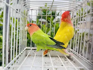 লাভ বার্ড জোড়া