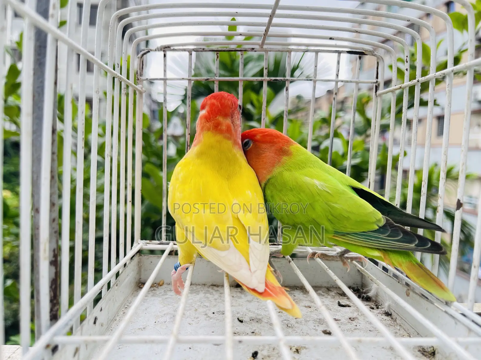 লাভ বার্ড জোড়া
