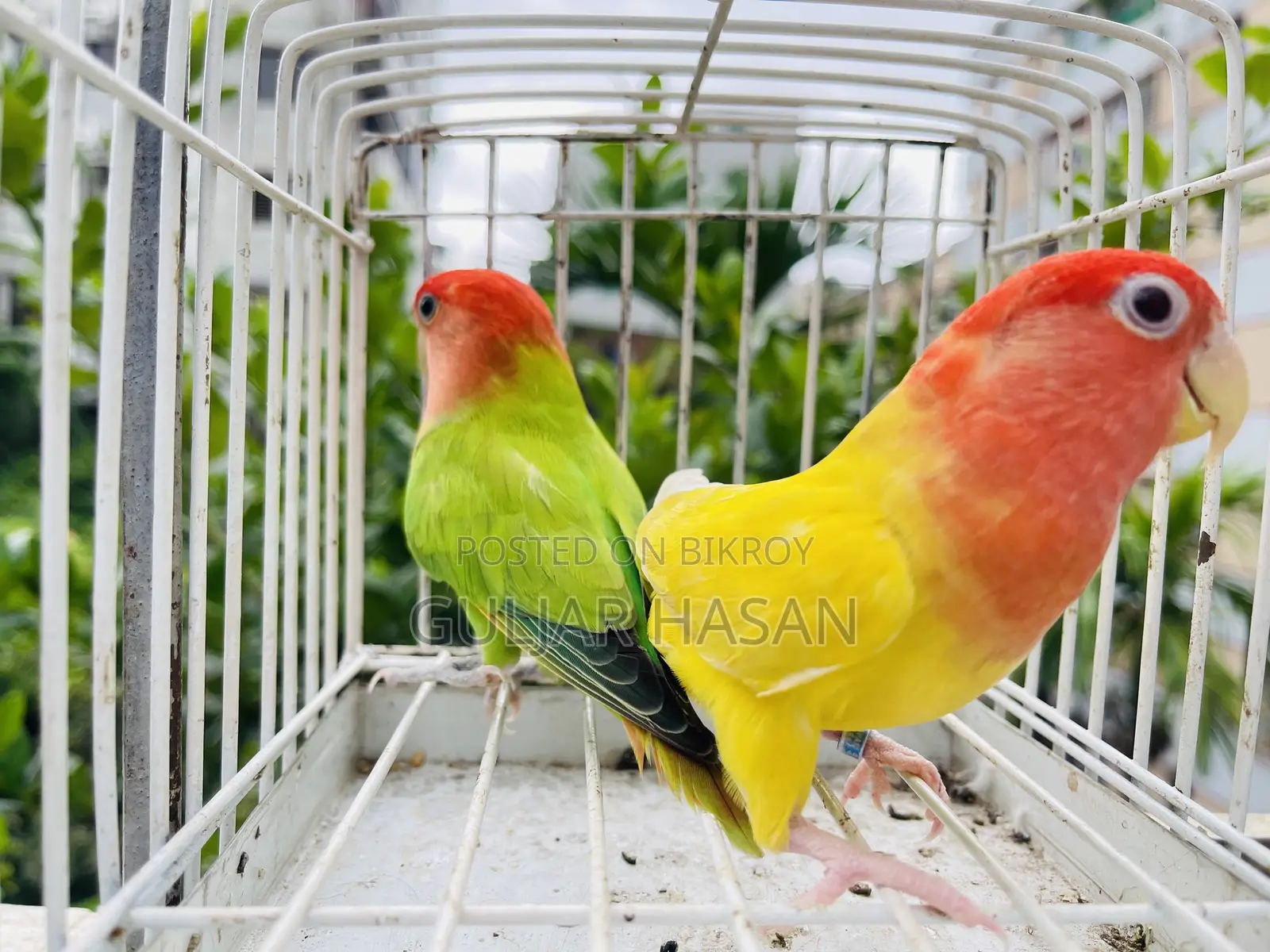 লাভ বার্ড জোড়া