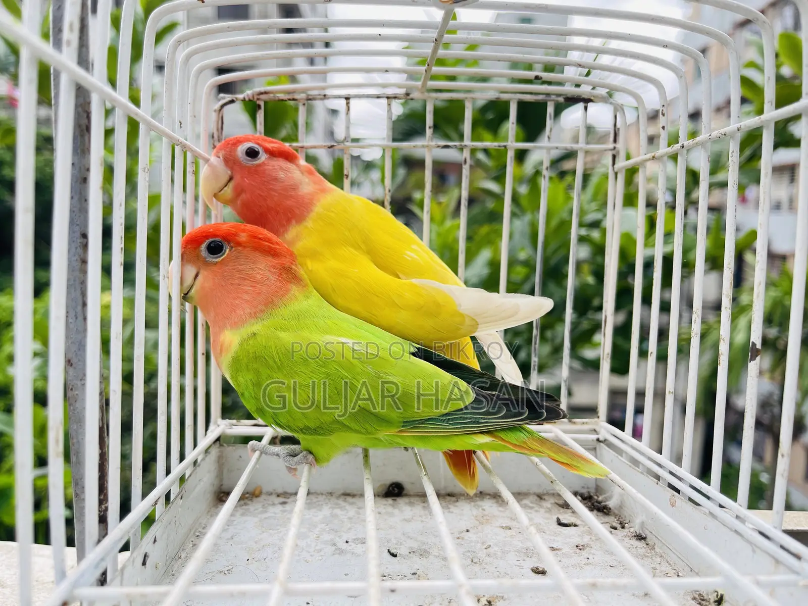 লাভ বার্ড জোড়া