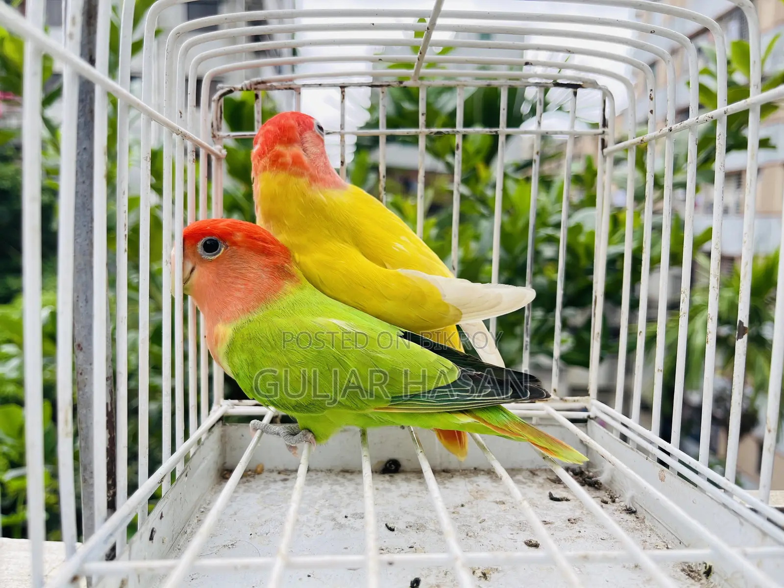 লাভ বার্ড জোড়া