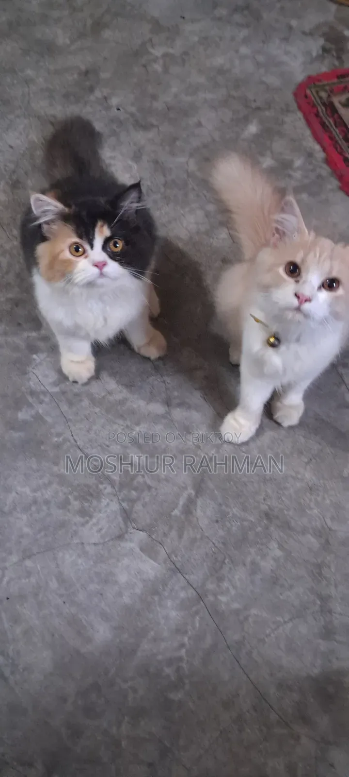3-6 Months Female Purebred Persian