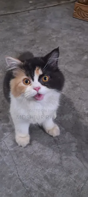 3-6 Months Female Purebred Persian