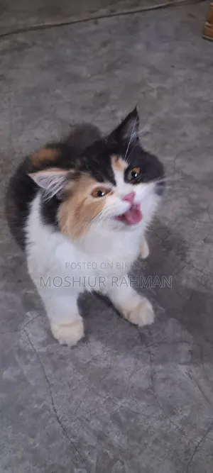 3-6 Months Female Purebred Persian
