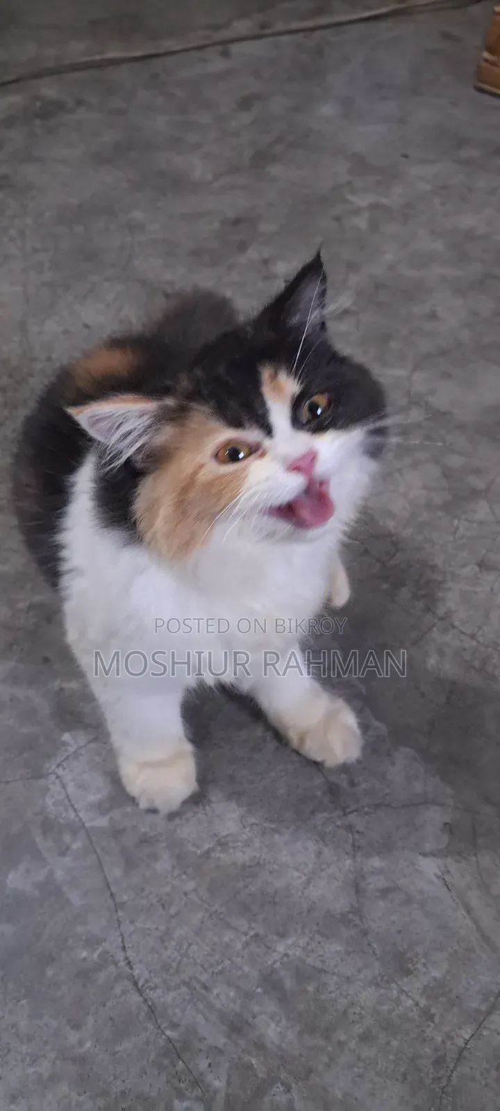 3-6 Months Female Purebred Persian