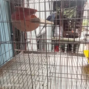Bird with 2 cages
