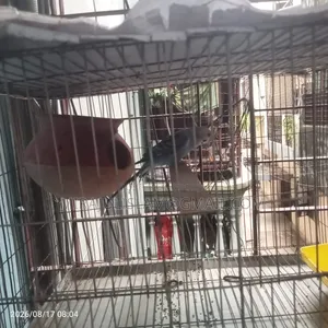 Bird with 2 cages