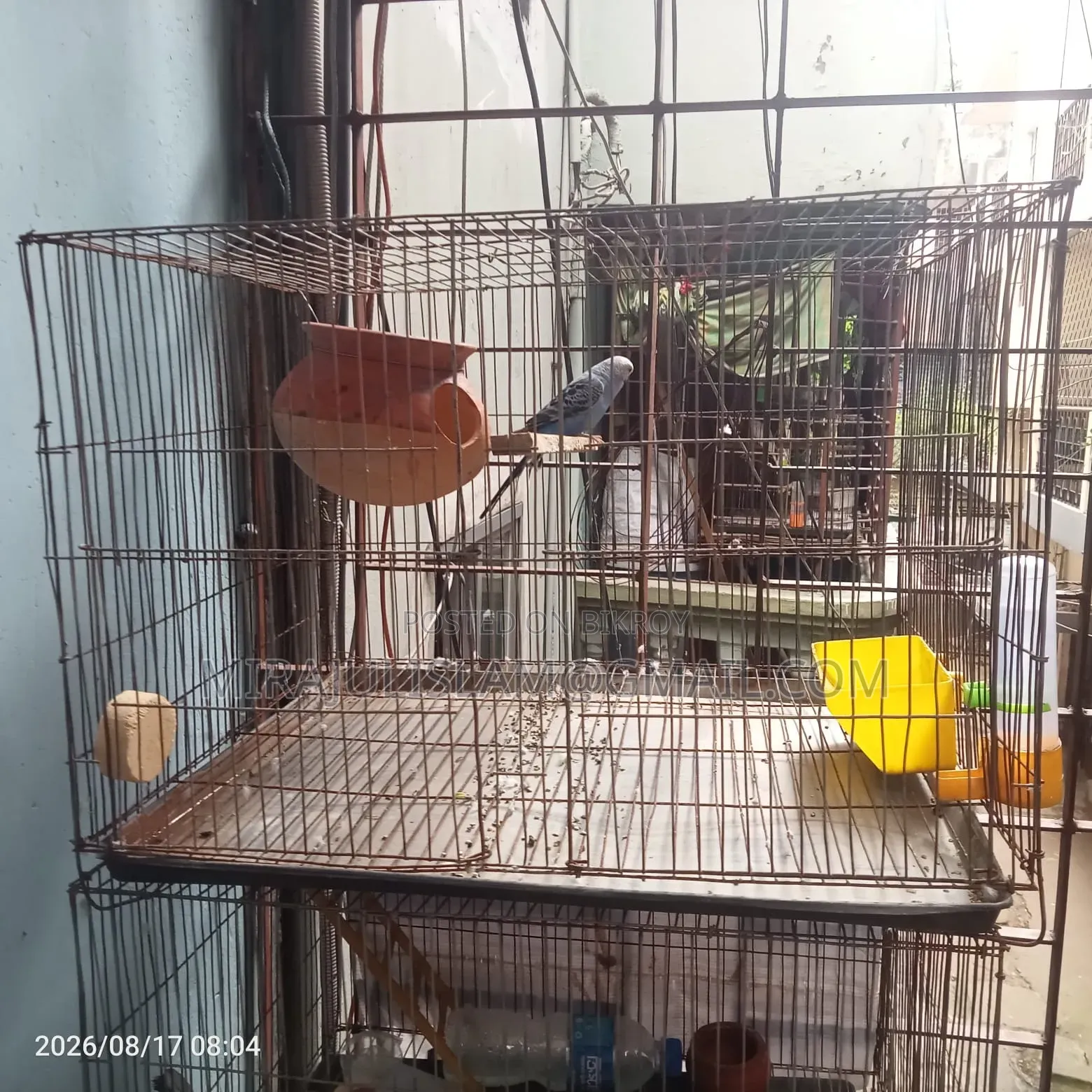 Bird with 2 cages