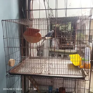 Bird with 2 cages