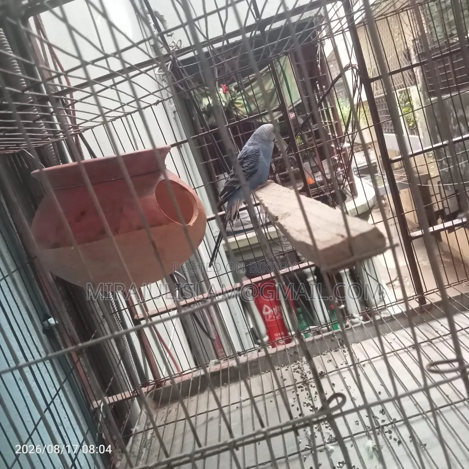 Bird with 2 cages