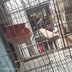 Bird with 2 cages