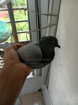 Green Female Pigeon
