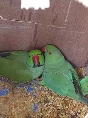 ব্রিডিং পেয়ার ২ বার সফল ভাবে ব্রিডিং করানো। হেলদি এবং সুস্থ পাখি