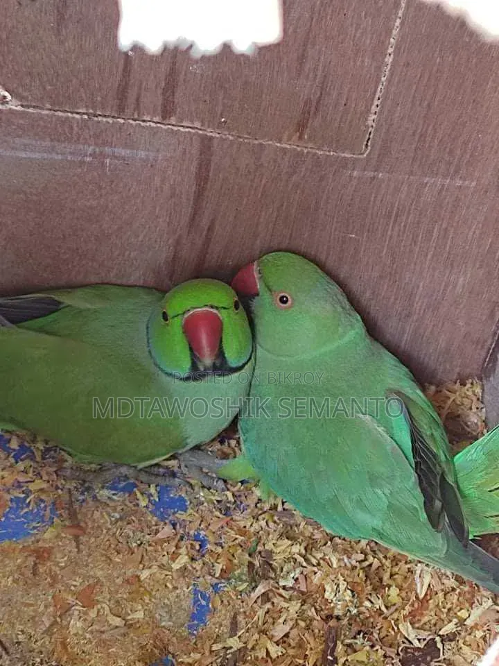 ব্রিডিং পেয়ার ২ বার সফল ভাবে ব্রিডিং করানো। হেলদি এবং সুস্থ পাখি