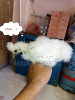 সিল্কি চিকেনস
